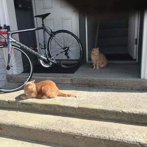 2015 Cannondale Supersix EVO Hi-Mod Silver or Gray