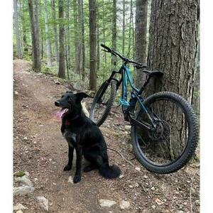 2021 Trek Fuel EX Green