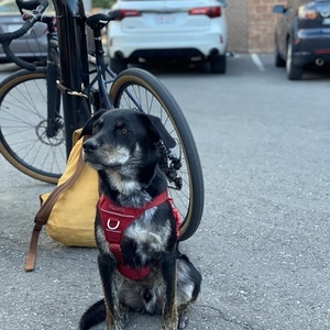 2019 Kona Kona 6061 Aluminum Butted Silver, gray or bare metal and Yellow or Gold