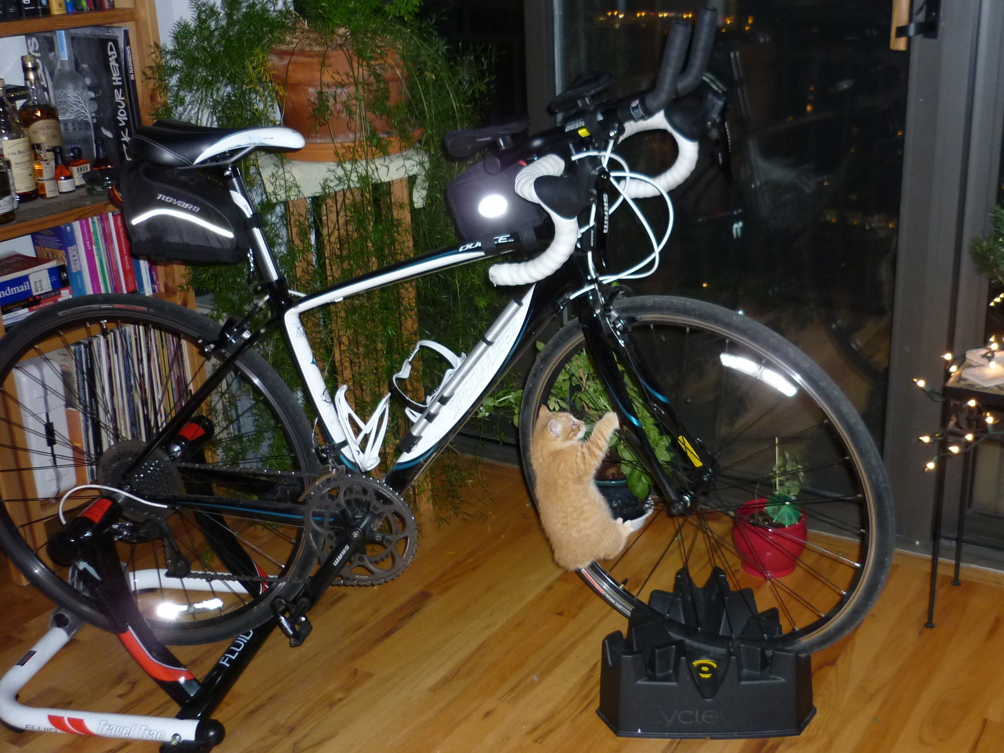 specialized dolce compact