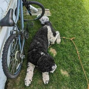 2023 Supercycle Blue