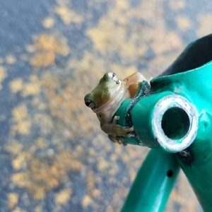 Univega Alpina Uno Green