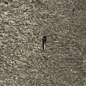 2023 Rad Power Bikes Rad wagon 4 Orange