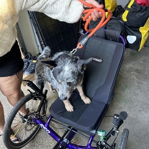 2023 Catrike 559 recumbent Purple