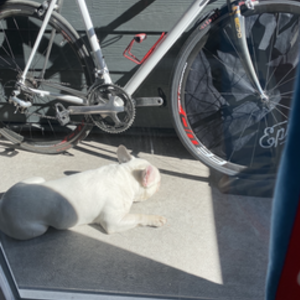 2002 Rocky Mountain Bicycles Turbo road bike White