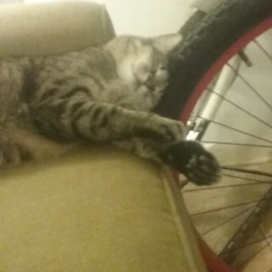 Manhattan Cruiser Black