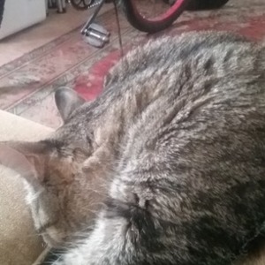 Manhattan Cruiser Black