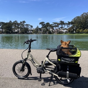 2021 Tern HSD P9 Brown