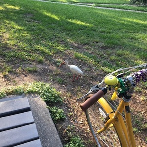 2022 Retrospec Beaumont 42cm Yellow or Gold