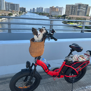 2022 Fucare - FW 11 FW-11 Red