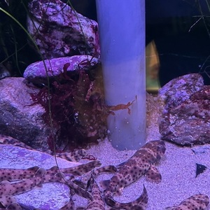 2021 Liv Small Brown