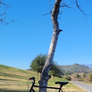 2016 Kent High step, 700 fixie Black