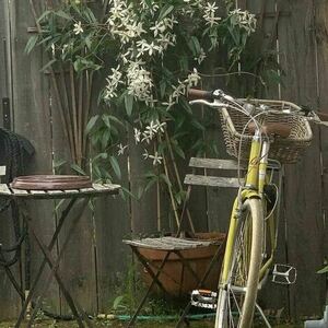 2015 Breezer WBD061L0529K Yellow or Gold