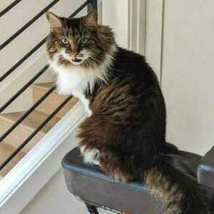 2022 Rad Power Bikes Black