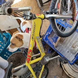 Specialized 415 Pro Yellow or Gold