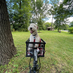 2017 Liv Bliss 2 Black