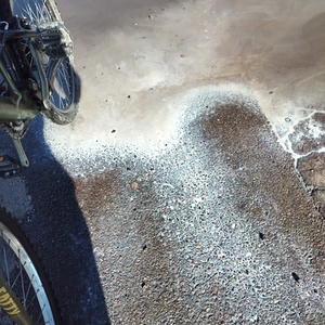 2024 Cannondale Fatty Green