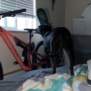 2022 Canyon bicycles Neuron 5 Pink