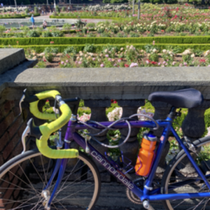 2024 Cannondale Purple and Blue