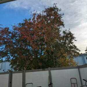 Mongoose Steel Orange and Silver, gray or bare metal