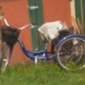 Schwinn 3 wheel tricycle Blue