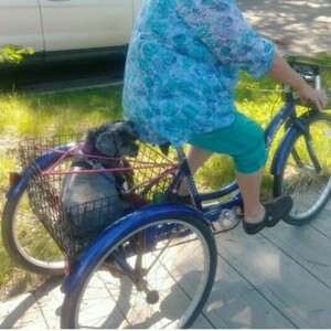 Schwinn 3 wheel tricycle Blue