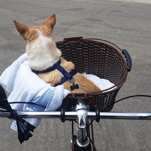 2013 Electra Amsterdam Black