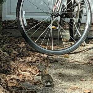 2015 Trek 7.2 FX Silver, gray or bare metal and Pink