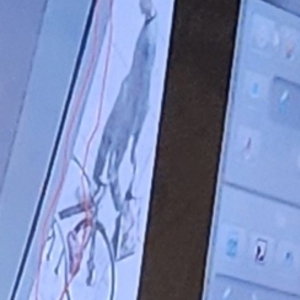 Decathlon 2023 Silver, gray or bare metal and Green