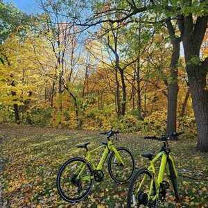 2022 Aventón Soltera Yellow or Gold