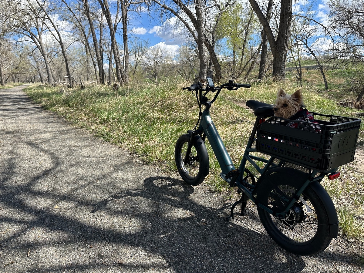 Cargo Bike Rear photo