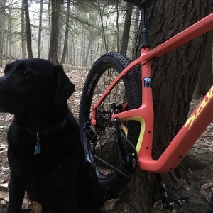 2017 Salsa Woodsmoke Orange and Yellow or Gold