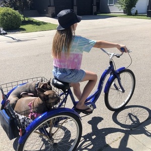 2013 Schwinn Roadster Trike Unisex tricycle Blue