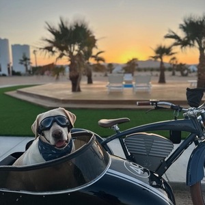 Vintage E-bikes Blue