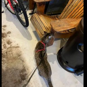 2020 Vermont d-drive Red