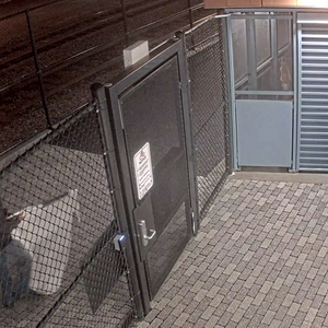 2024 Canyon bicycles Endurace AL Green