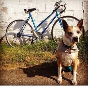 Schwinn Traveler Blue