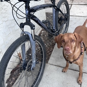 Specialized Hardrock Black