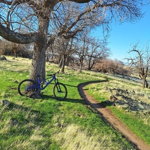 2024 Norco Bikes Optic Purple