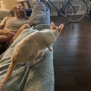 1996 Novara Corsa Blue and Silver, gray or bare metal