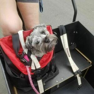 Christiania Bikes Classic cargo tricycle Black