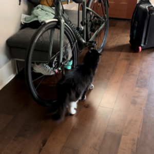 Specialized Diverge Teal