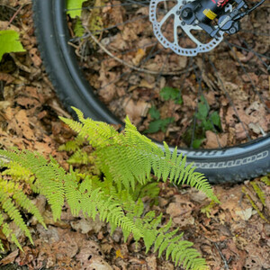 2016 Specialized JYNX Black