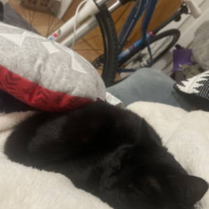 2013 Trek 7.5 FX WSD Blue