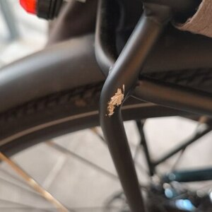 2025 Fiido Fiido C11 (Model C11-104B2-EU) Green