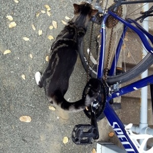 2015 Specialized Dolce Purple and Teal