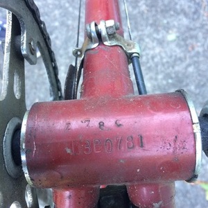 Zebrakenko Golden Sports Red