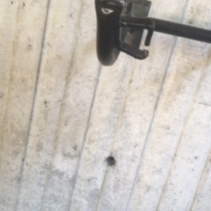 KHS Bicycles Citybikes Mixte Teal