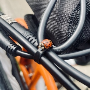 2019 Rad Power Bikes RadWagon cargo bike rear White, Black, and Orange